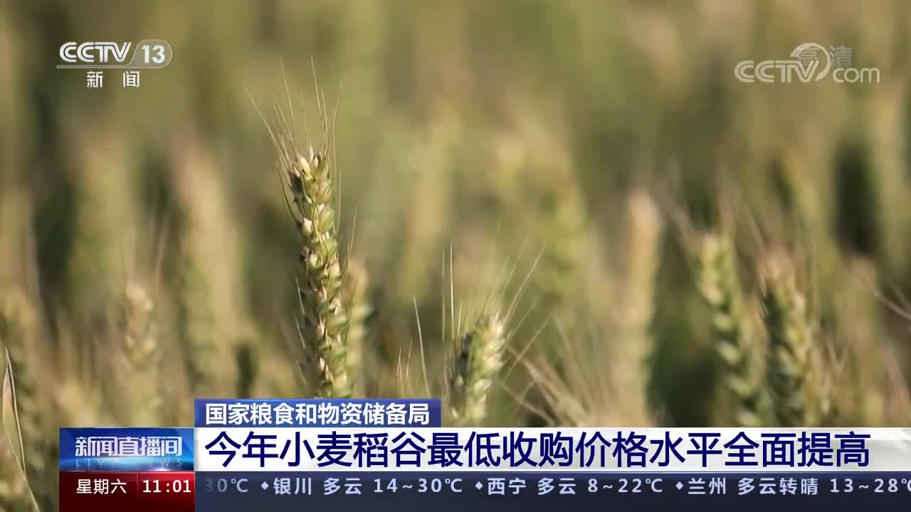 中国小麦种植、产量与市场趋势的最新动态分析